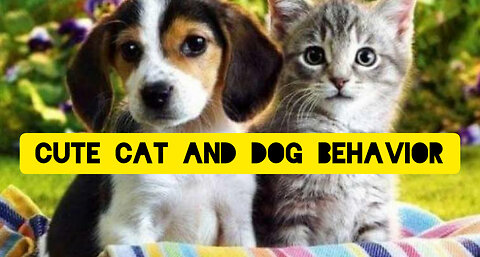 cute cat and dog behavior