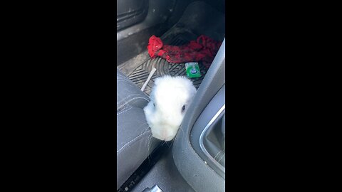 Rabbit in my car