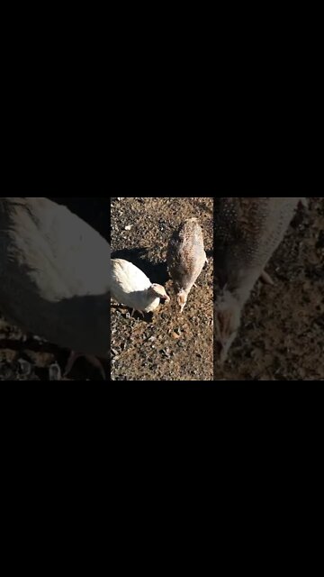 Baby keets 2nd day outside