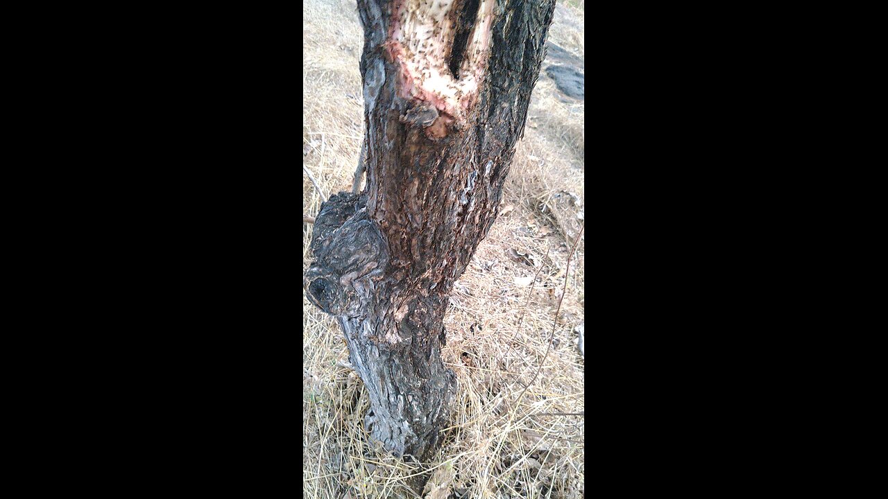 wild black ants in tree.