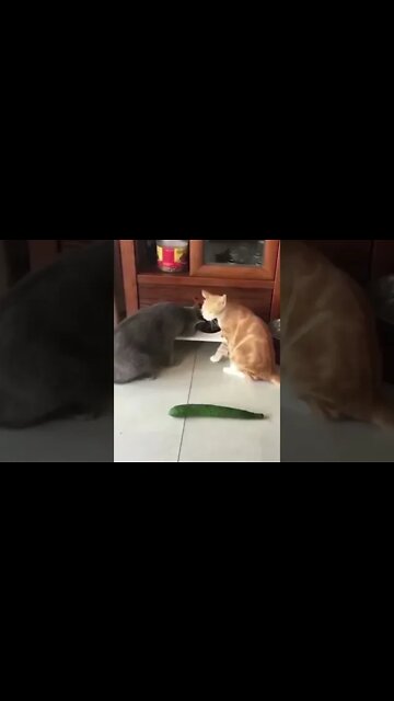 Animais fofos#funny cats compilation#cute animals#funny animals#gatos#cachorros,#takinanet#shorts