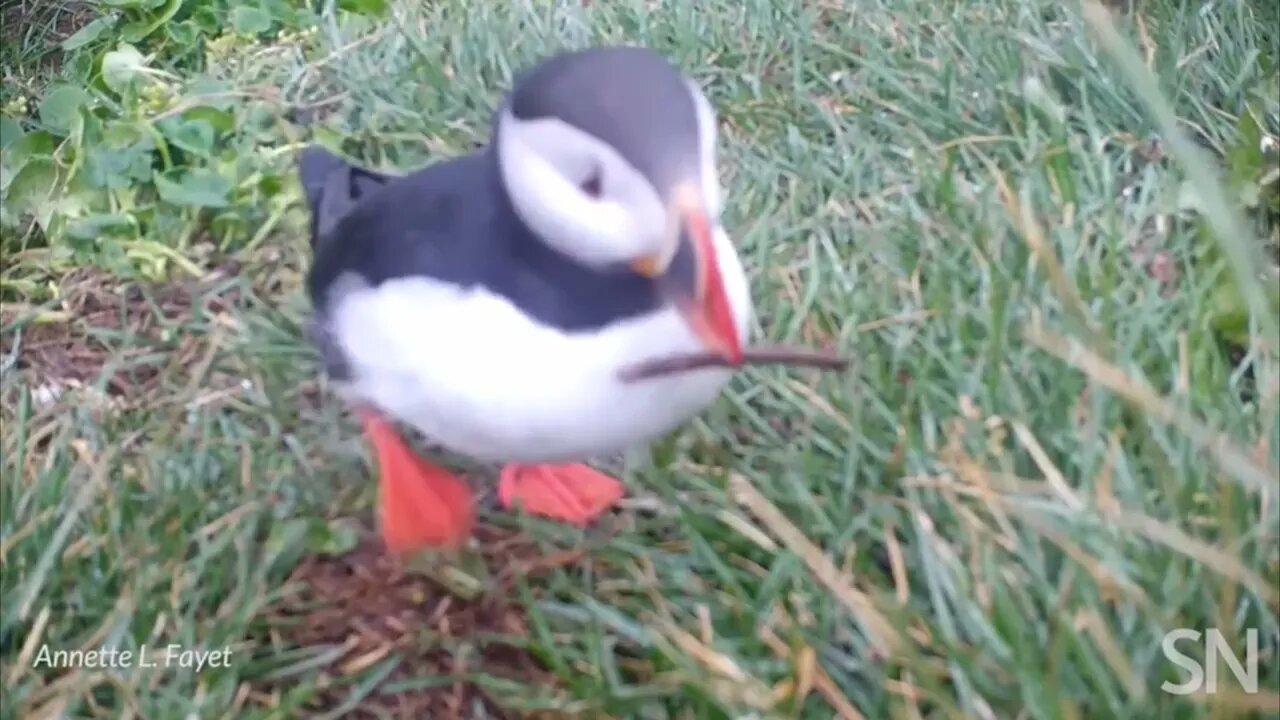 Puffins can use sticks as scratching tools
