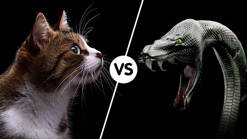 Cat vs Snake who will win