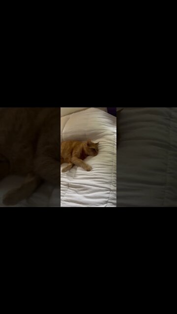 I love when my cats are calm like this