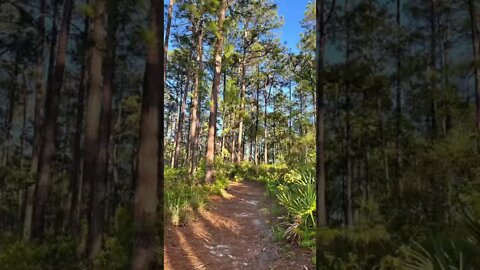 Fontainebleau #naturetrail Loop