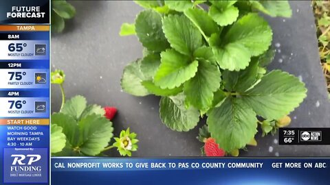 Starkey Farm in Trinity invites bay area families to try out strawberry picking