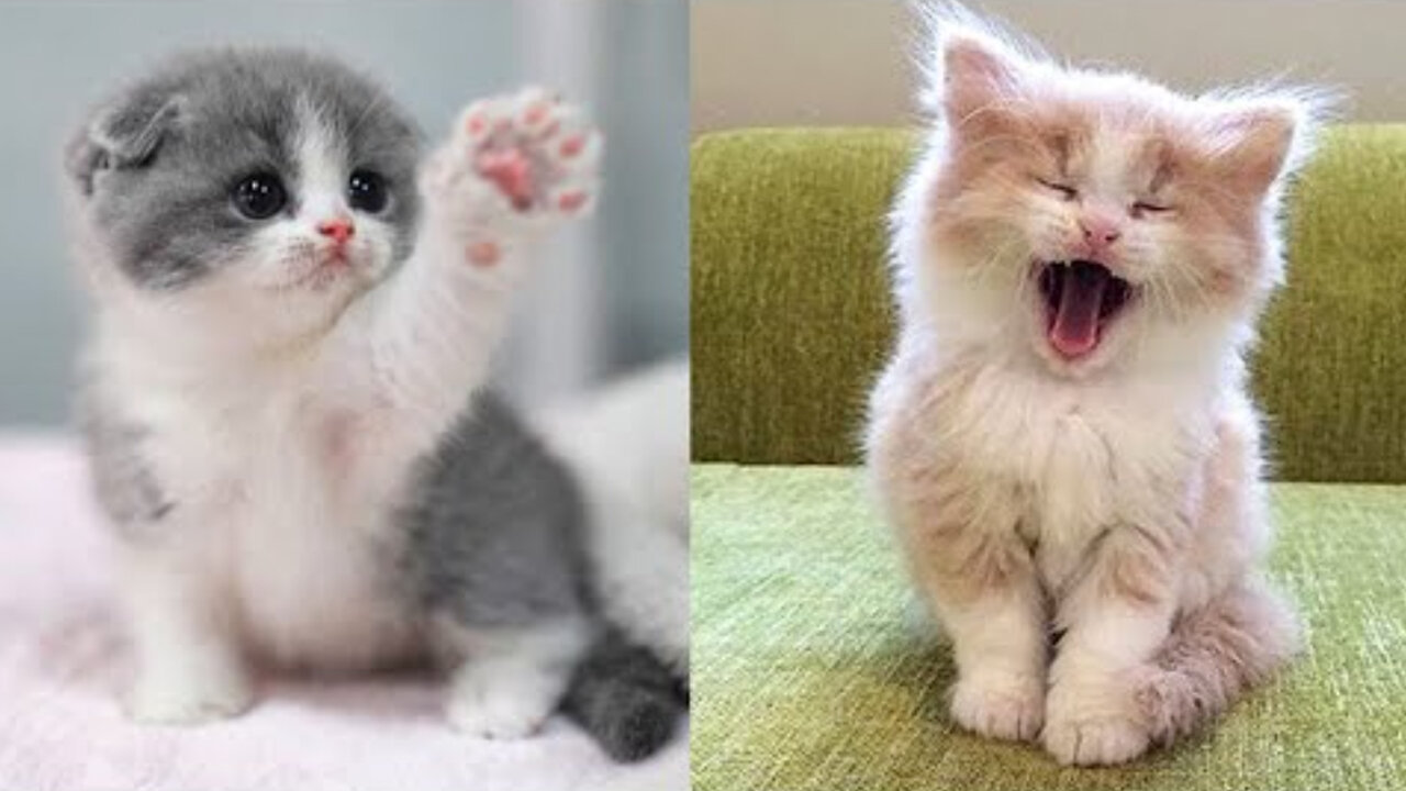 Baby Cats - Cute and Funny Cat Videos Compilation #04 | Cat Vines
