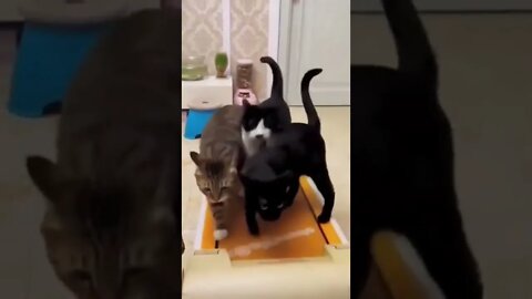 Looks like gym is crowded today.🐈🐾🏃😅