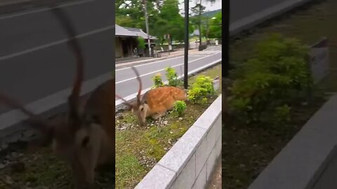 Deer’s of Nara Japan