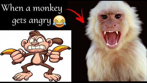 angry monkey