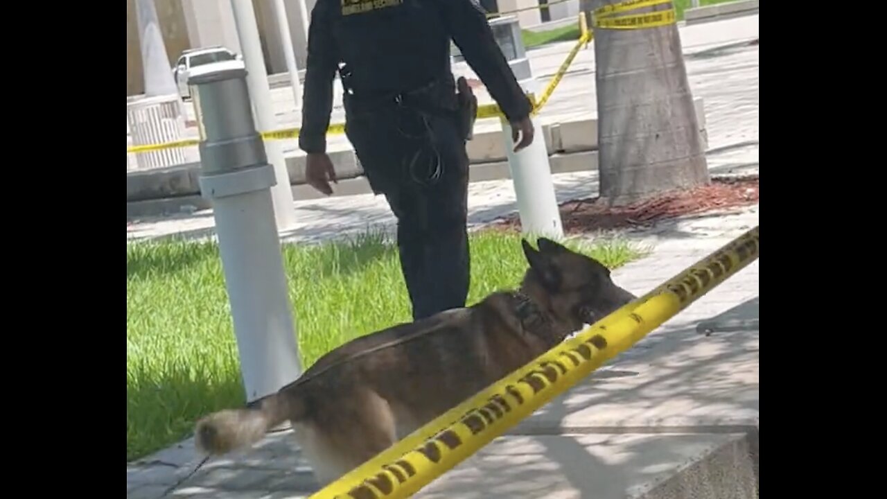 Bomb sniffing dogs hard at work in Miami