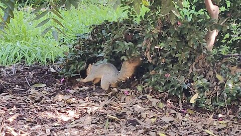 Squirrel Stash