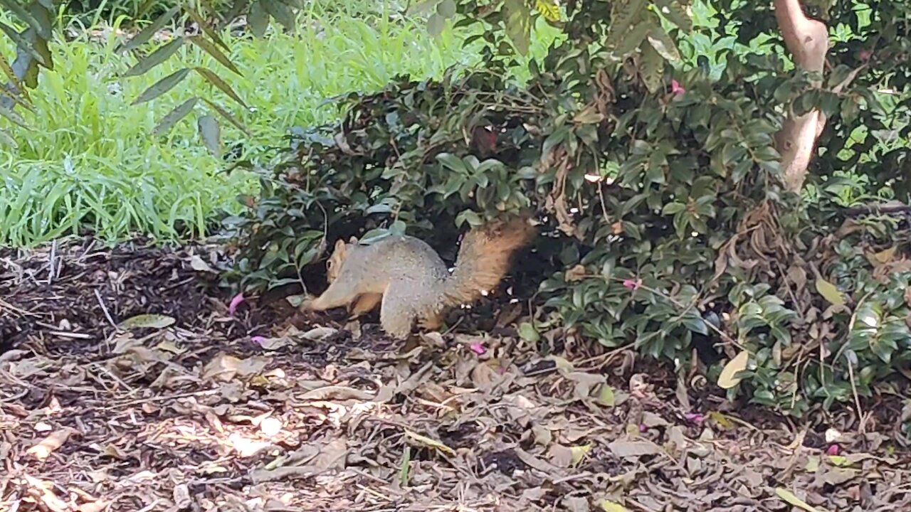 Squirrel Stash