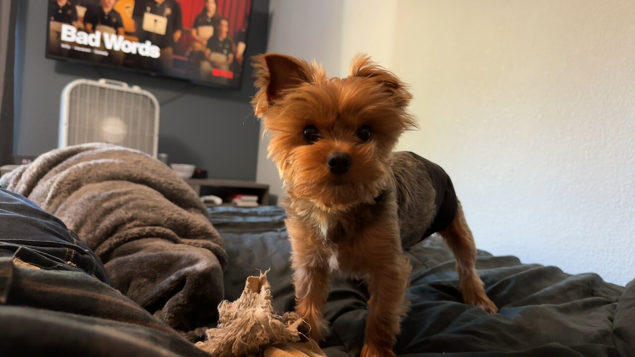 Bentley ready to RUMBLE!