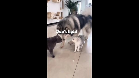 Cutes two cats 🙀🙀🙀 Fight