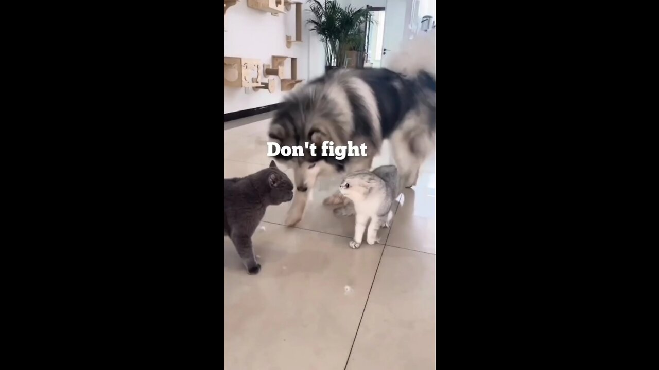 Cutes two cats 🙀🙀🙀 Fight