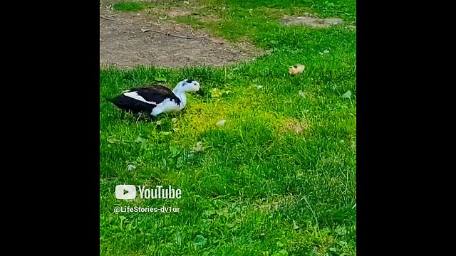 Cute 🐥 #ducks #duckling #cute #cuteducklings #cuteanimals #wildlife