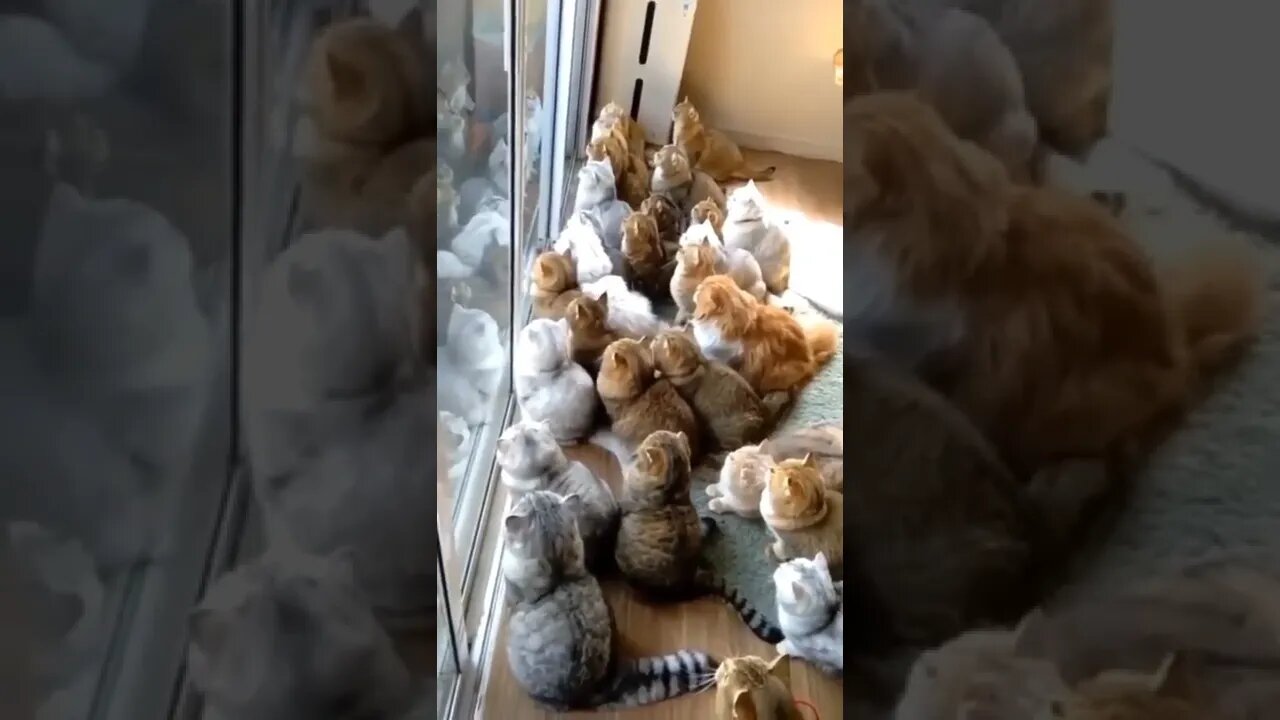 Watching the birds together.. 😅 #shorts #cat #dog