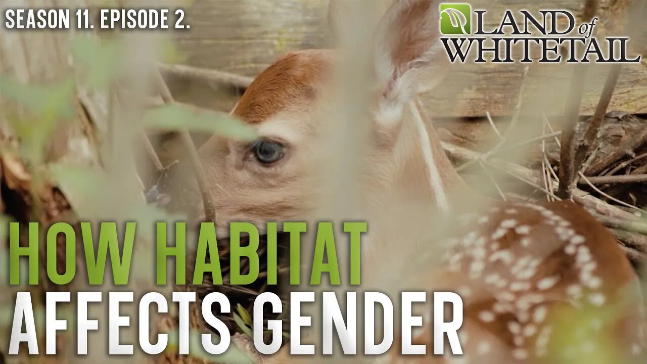 Does Can Control a Fawn’s Gender, Here’s How | Land of Whitetail