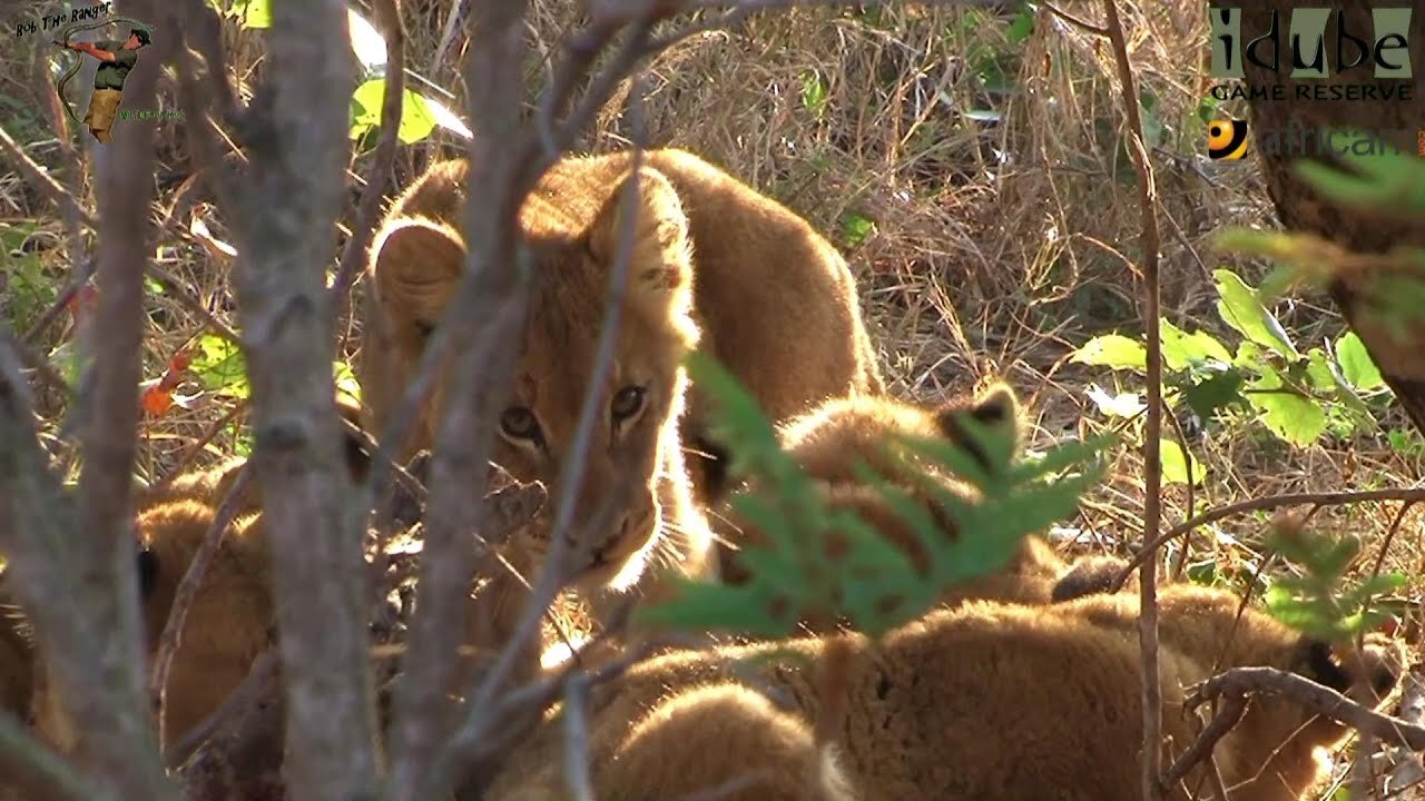 LIONS: Following The Pride 25: Hiding In The Undergrowth