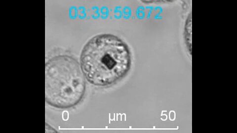 Cell Division Of A HeLa Cell With A Sensor Chip Inside (Ten Years Ago In 2013)