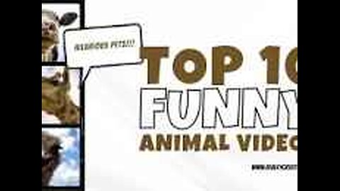 Very funny animal incidents