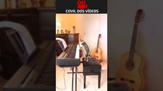 gato pianista se exibindo