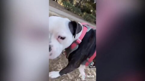 Not friendly Doggo, Tiktok - KARENS AND DOGGS dont MIX