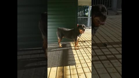 Gorgeous Female Rottweiler#Shorts #rottweiler😍💖💜💛