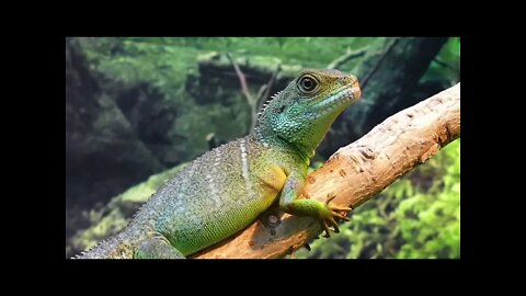 Animais Lindos soltos na Natureza.