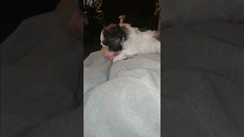 #rchelpmore #puppy #world (3)