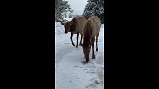 Elk eating close up