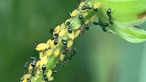 Aphids on the ant farm