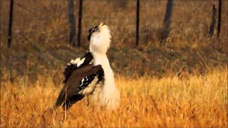 Abetarda australiana a maior ave voadora da Austrália