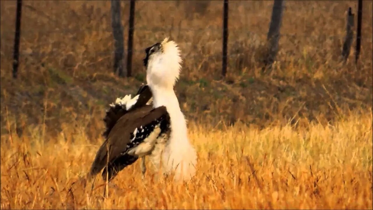 Abetarda australiana a maior ave voadora da Austrália