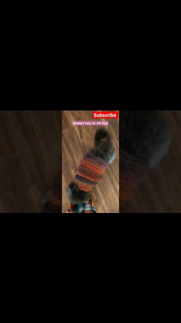 Other's Dog vs. My Dog || Funny Dog wearing Cloth Video || #shorts #dogs #barking #youtubeshort