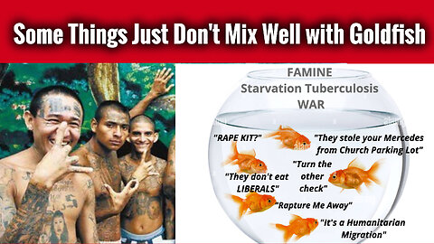 Some Things Just Don't Mix Well with Gold Fish!