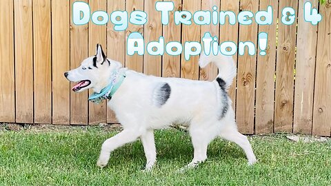 Off-Leash Place With Distractions