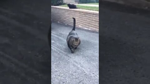 Wait for it... 😽😽😽#shorts