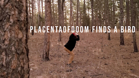 PlacentaOfDoom Finds A Bird