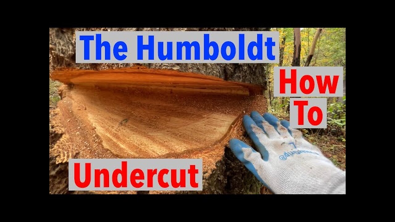 How to Make a Humboldt Undercut Felling Notch