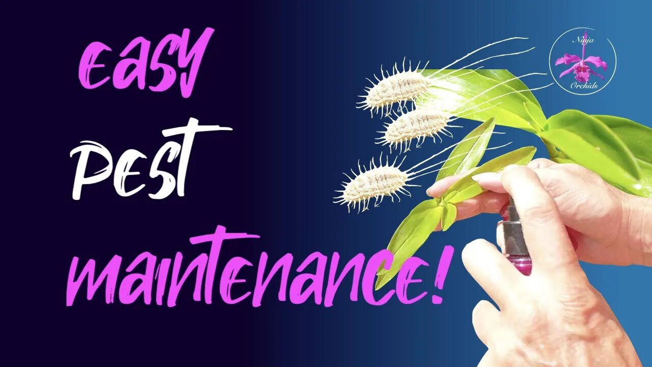 GROUP your ORCHIDS for PEST MAINTENANCE | THE EASY WAY | Not by genus | Orchid Care for Beginners