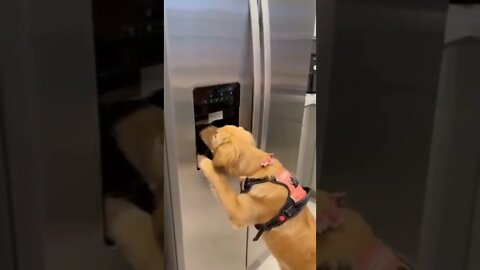 🐕 Golden Retriever Eating Ice!?🐶🐾😂😂😂 #shorts