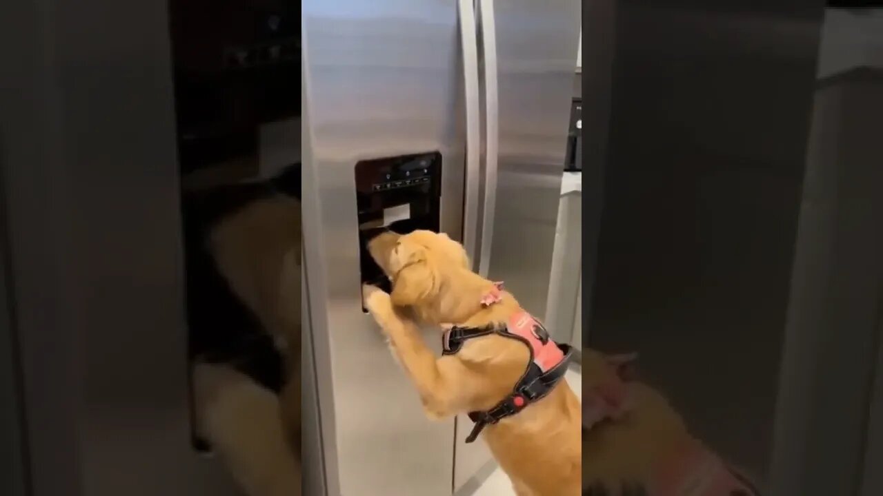 🐕 Golden Retriever Eating Ice!?🐶🐾😂😂😂 #shorts