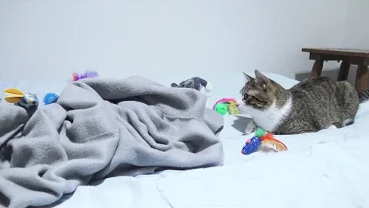 Cat Stalks Toy, Wiggles His Butt and Attacks