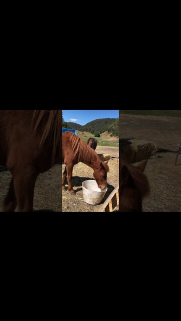 Little visits with Banjo the brumby Part I