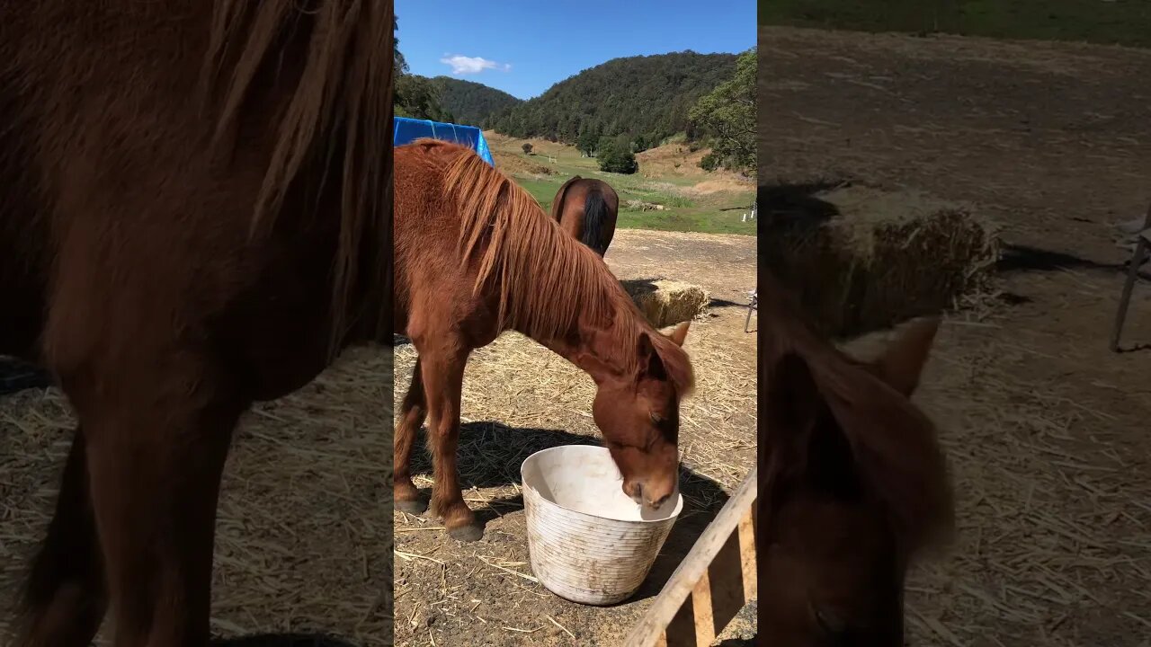 Little visits with Banjo the brumby Part I