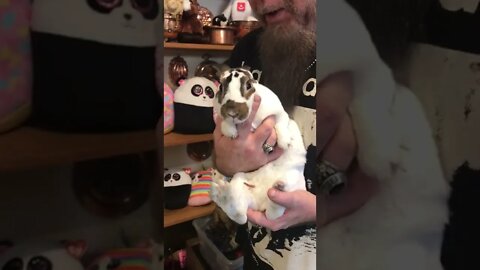 Find the real bunny rabbit