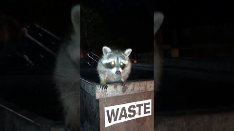 Raccoons stuck inside garbage bin