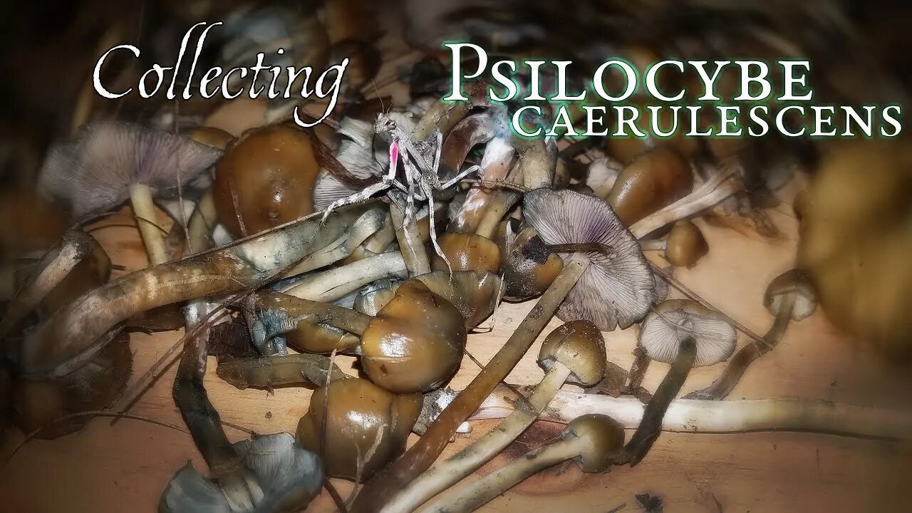 Collecting Psilocybe Caerulescens